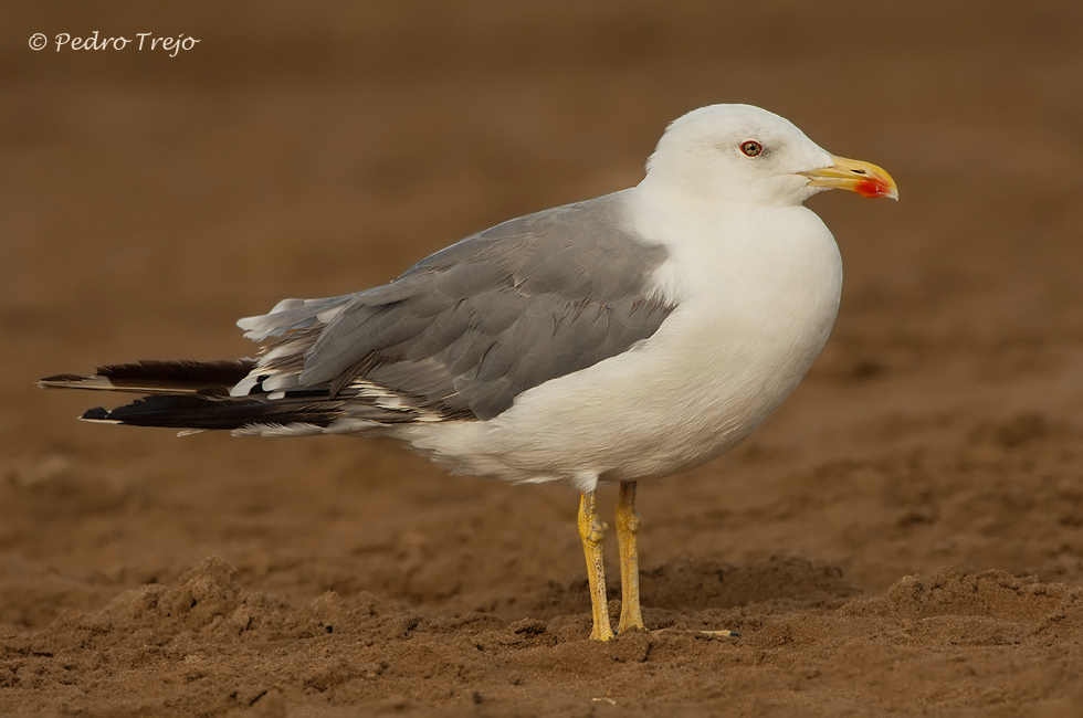 Gaviota patiamarilla (Larus cachinnans)